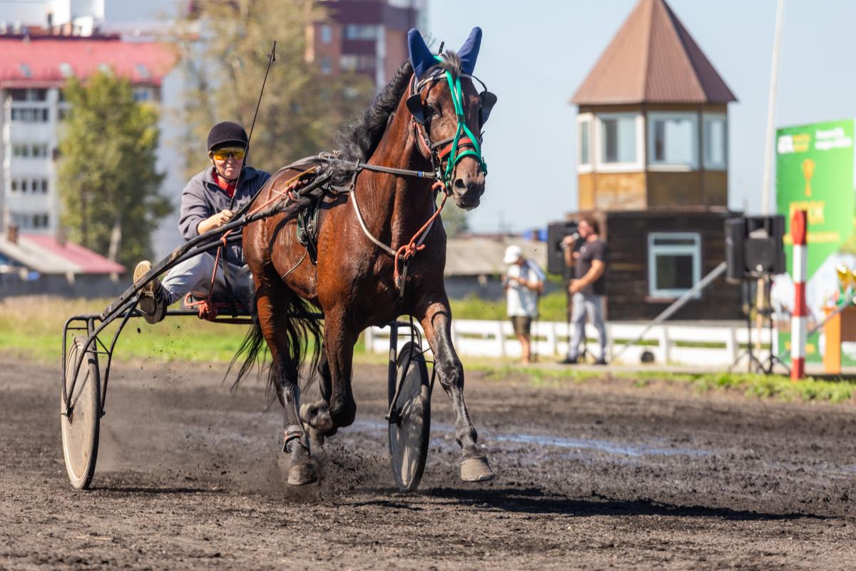 Группа компаний «АЛАНС» помогла провести соревнования по лошадиным бегам