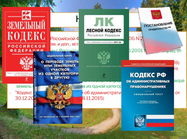 Изменения в лесном законодательстве